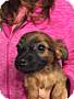 Adopt A Pet :: Tootsie - Simi Valley, CA