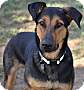 Adopt A Pet :: Thunder - Simi Valley, CA