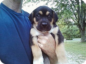 Buck | Adopted Puppy | Browns Mills, NJ | Bernese Mountain ...