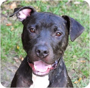 mix bulldog american dane dog maxwell chicago