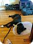 Adopt A Pet :: Nova - Simi Valley, CA