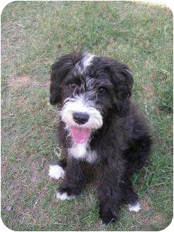 Ruffi | Adopted Dog | New Milford, CT | Portuguese Water Dog/Poodle