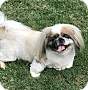 Adopt A Pet :: Mindy - Simi Valley, CA