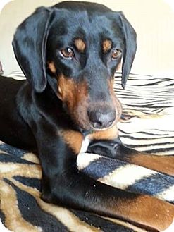 Washington, DC - Miniature Pinscher/Shih Tzu Mix. Meet ...