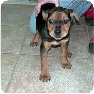 Lottie | Adopted Puppy | Springdale, OH | Miniature ...