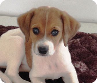 beagle lab puppies for sale