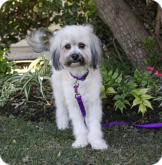 How do you find Havanese poodle mix dogs for adoption?