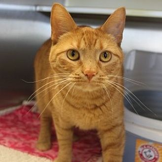 Naperville Il Domestic Shorthair Meet Erie A Cat For