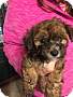 Adopt A Pet :: Razzle - Simi Valley, CA