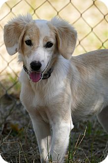 Cream | Adopted Puppy | Pennigton, NJ | Saluki/Golden ...