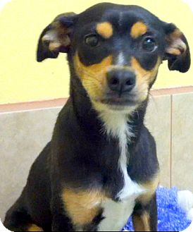 Theresa *VIDEO* | Adopted Dog | A1305061 | Los Angeles, CA ...