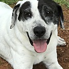 Dalmatian Puppies & Dogs for Adoption