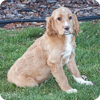 setter golden retriever mix travis adopted puppy howell mi golden retriever setter mix setter golden retriever mix travis adopted puppy howell mi golden retriever setter mix