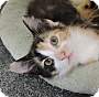 Adopt A Pet :: Dora - Massapequa, NY