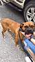 Adopt A Pet :: Trixie - Winchester, VA