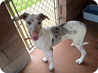 Karma | Adopted Dog | Baltimore, MD | Whippet/Catahoula Leopard Dog Mix