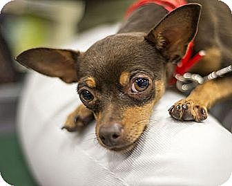 Brownie | Adopted Dog | Las Vegas, NV | Miniature Pinscher/Chihuahua Mix