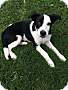 Adopt A Pet :: Sally - Glastonbury, CT