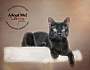 Adopt A Pet :: Tiki - Belton, MO