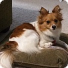 Papillon Puppies & Dogs for Adoption