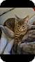 Adopt A Pet :: Murphy - Winchester, VA
