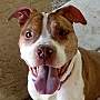 pet photo