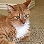 Adopt A Pet :: Cooper - ROWLETT, TX