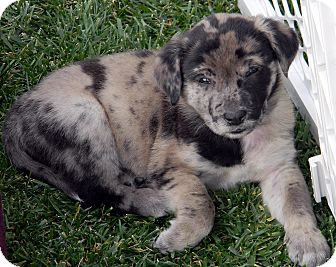 Frank | Adopted Puppy | Broomfield, CO | Catahoula Leopard Dog/Labrador ...