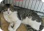 Adopt A Pet :: Lavry - Belton, MO