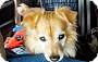 Adopt A Pet :: Cody - Gilbert, AZ