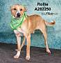 Adopt A Pet :: ROLLIE - Conroe, TX