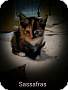 Adopt A Pet :: Sassafras - Winchester, VA