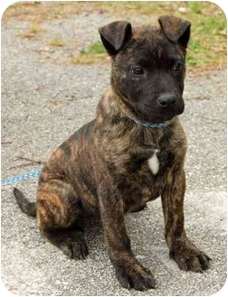 Camme | Adopted Puppy | Inman, SC | Catahoula Leopard Dog/Mountain Cur Mix