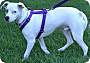 Adopt A Pet :: Frankie - Simi Valley, CA