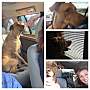 Adopt A Pet :: Jake - Winchester, VA