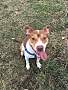 Adopt A Pet :: Gracie - South Haven, MI