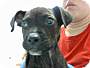 Adopt A Pet :: RAMBO - Conroe, TX