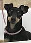 Adopt A Pet :: Theo - Costa Mesa, CA