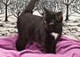 Adopt A Pet :: Becko Bear - South Haven, MI
