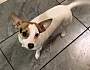 Adopt A Pet :: Petey - Gilbert, AZ