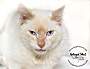 Adopt A Pet :: Caspurr - Belton, MO