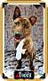 Adopt A Pet :: Teddy - Fort Worth, TX