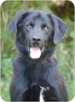 Trigger | Adopted Dog | Mora, MN | Labrador Retriever/Alaskan Malamute Mix