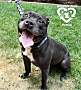 Adopt A Pet :: Hank - Sacramento, CA