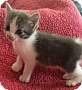 Adopt A Pet :: Lake - ROWLETT, TX