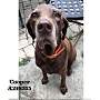 Adopt A Pet :: COOPER - Conroe, TX