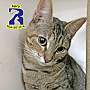 Adopt A Pet :: Fairy - ROWLETT, TX