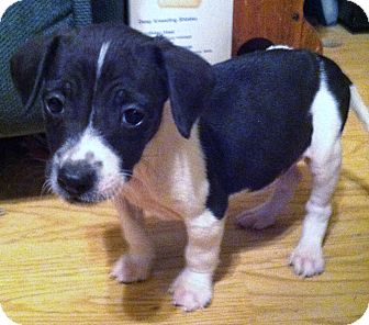 Rascal | Adopted Puppy | Indian Trail, NC | Jack Russell Terrier/Feist Mix