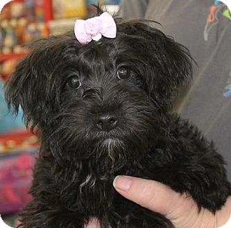 yorkie mix bichon terrier frise yorkshire calliope puppy springs pet