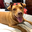 Adopt A Pet :: Penny II - Denton, TX